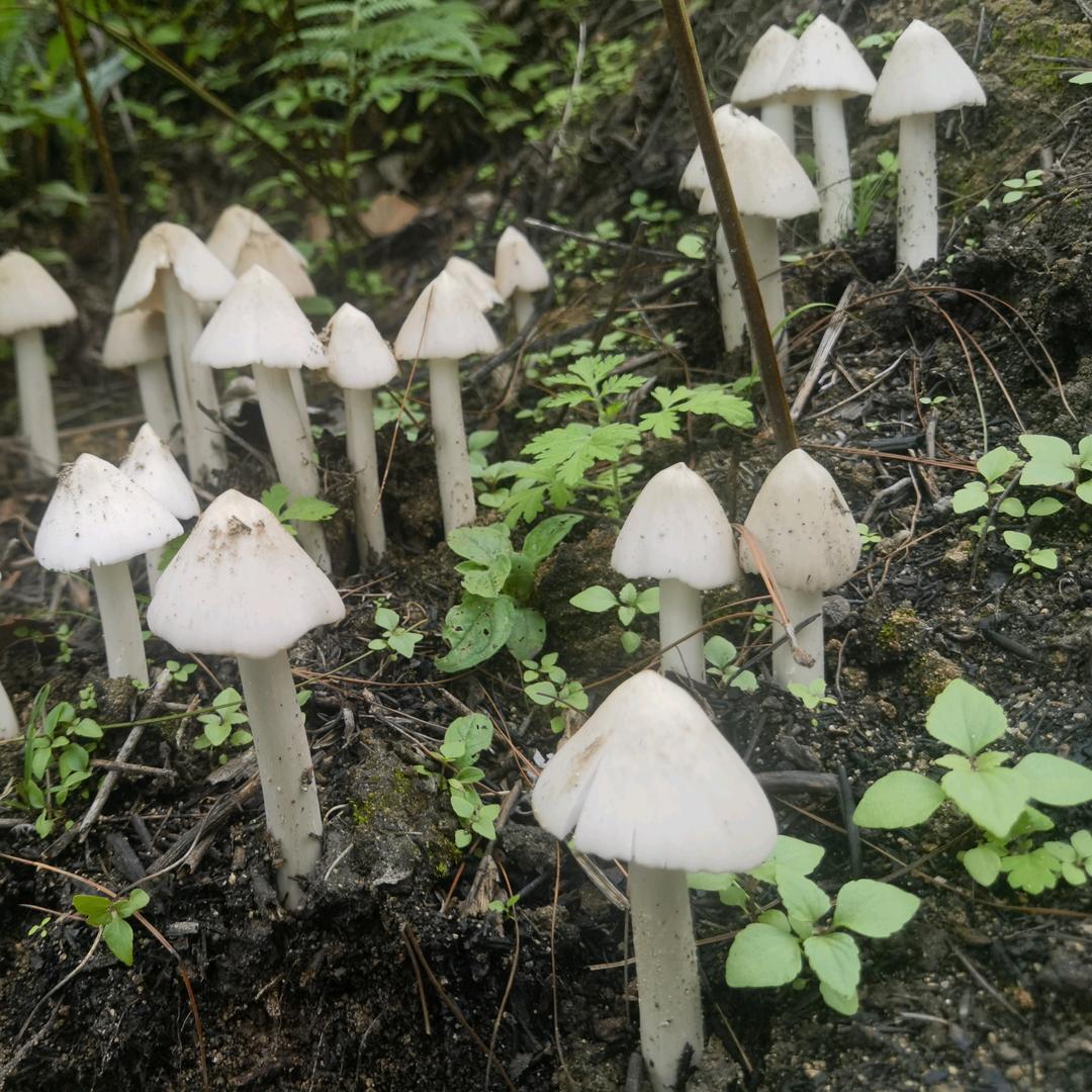 小小的月亮