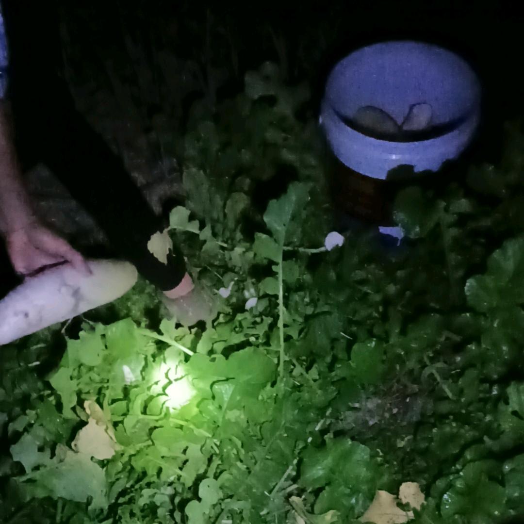 木木：林