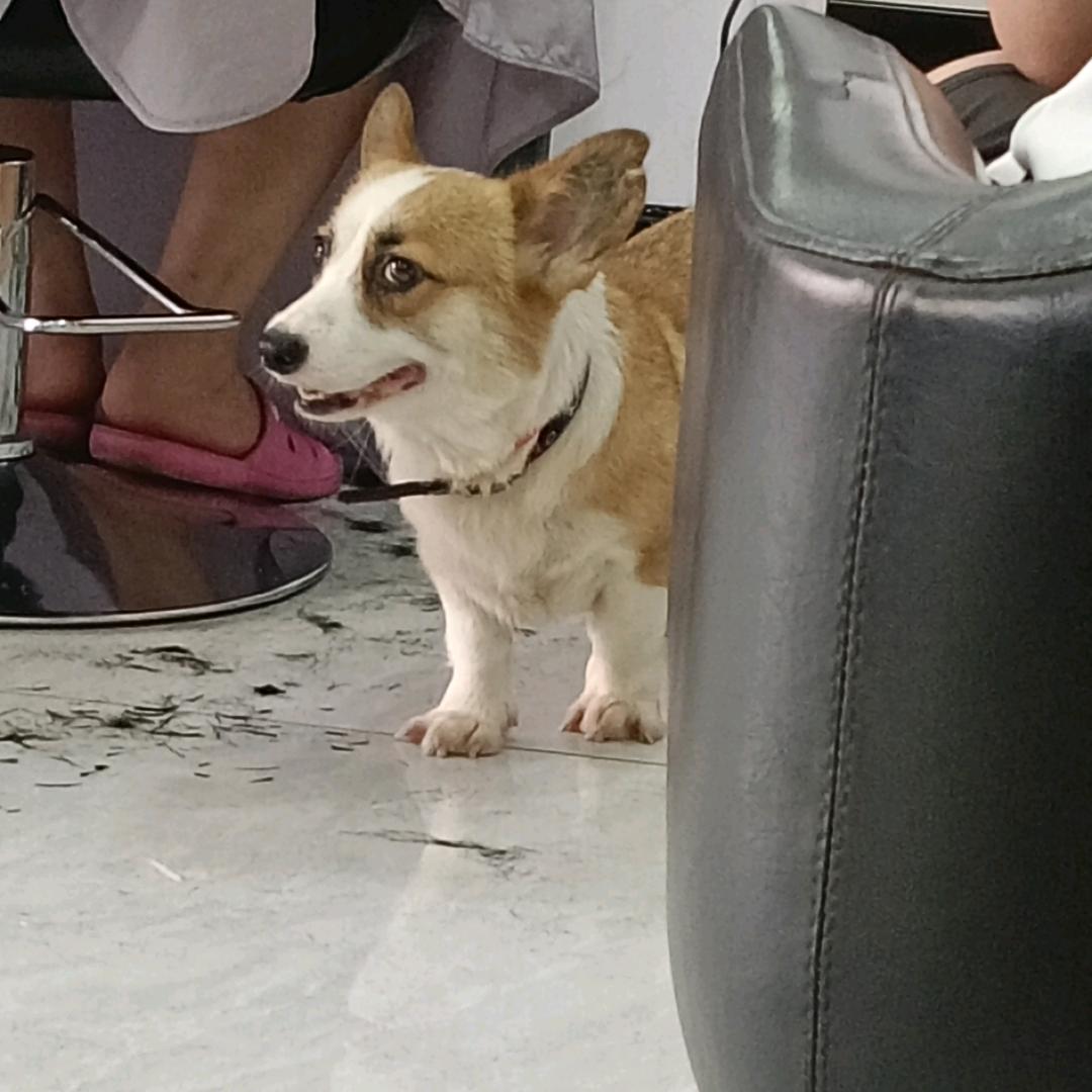 万瘦丛中一点胖