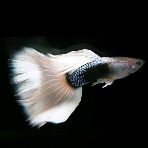 七亿家养孔雀鱼🐳