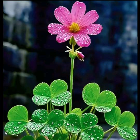 慕老师 家庭教育