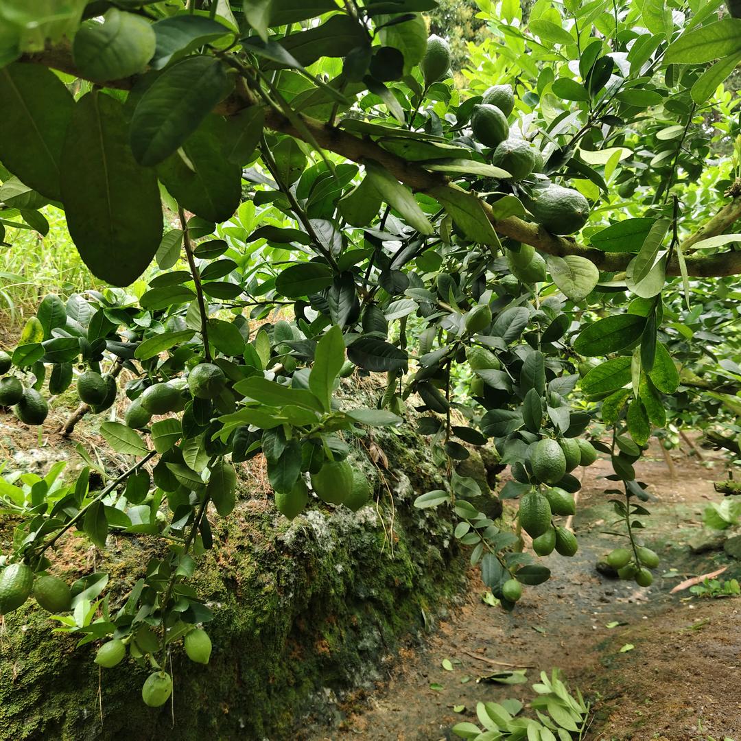 忘了他我搬砖养你。