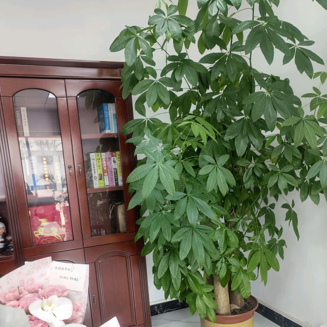 蚊子在东莞