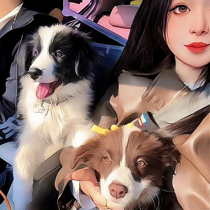 大庆海晟牧丰边境牧羊犬（家庭繁育）