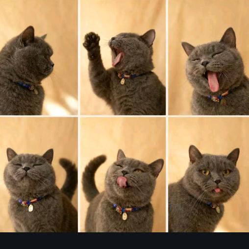 是糖宝不是汤包