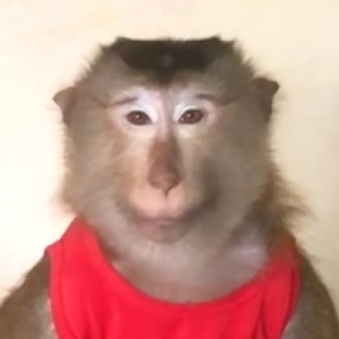 e只马喽jason🐵