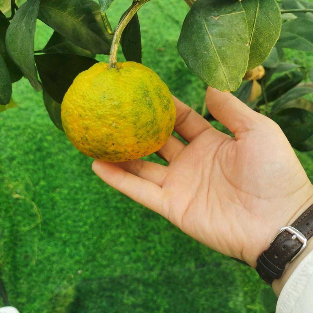 爱笑的憨媳妇！