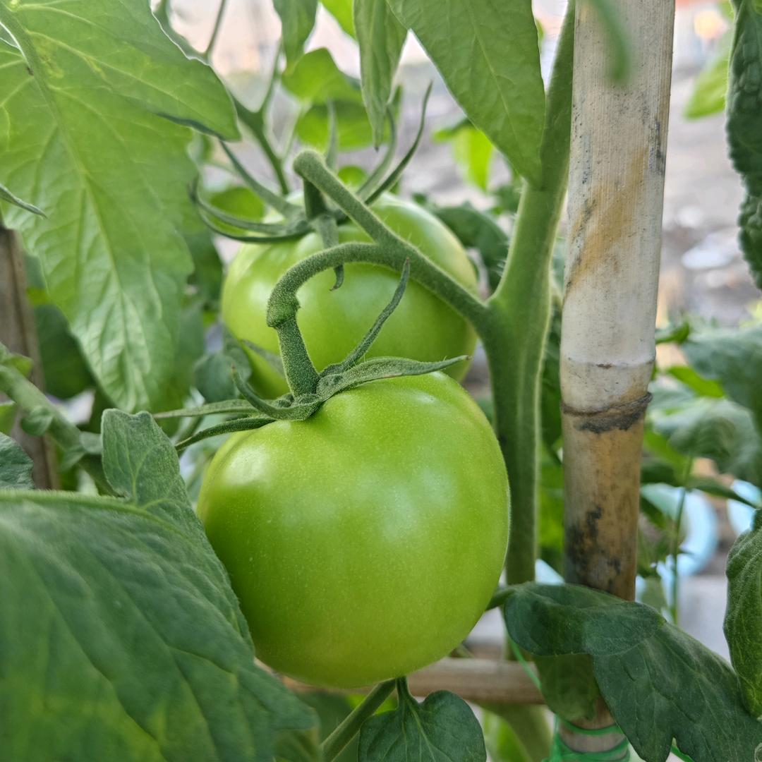 小菜园种植记