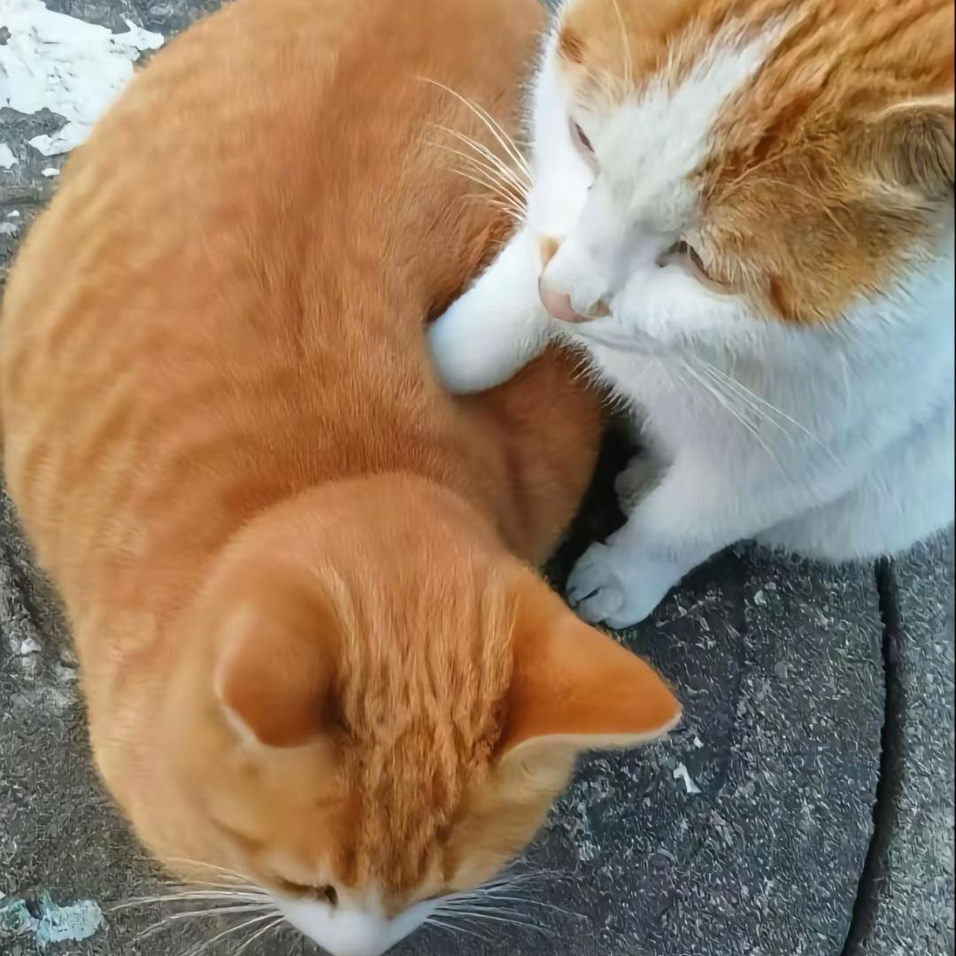 猫孝女