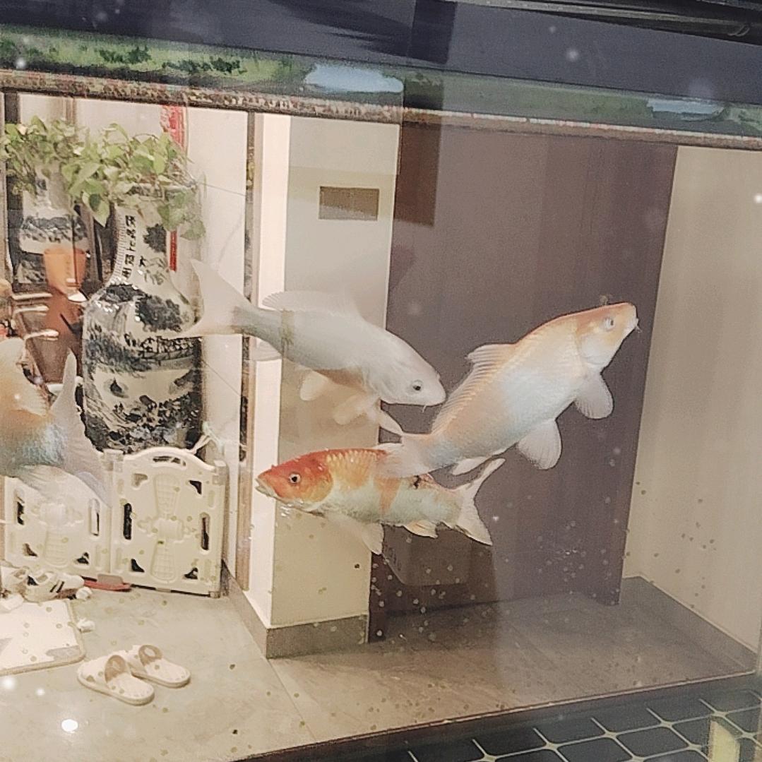 芒果优选生活馆