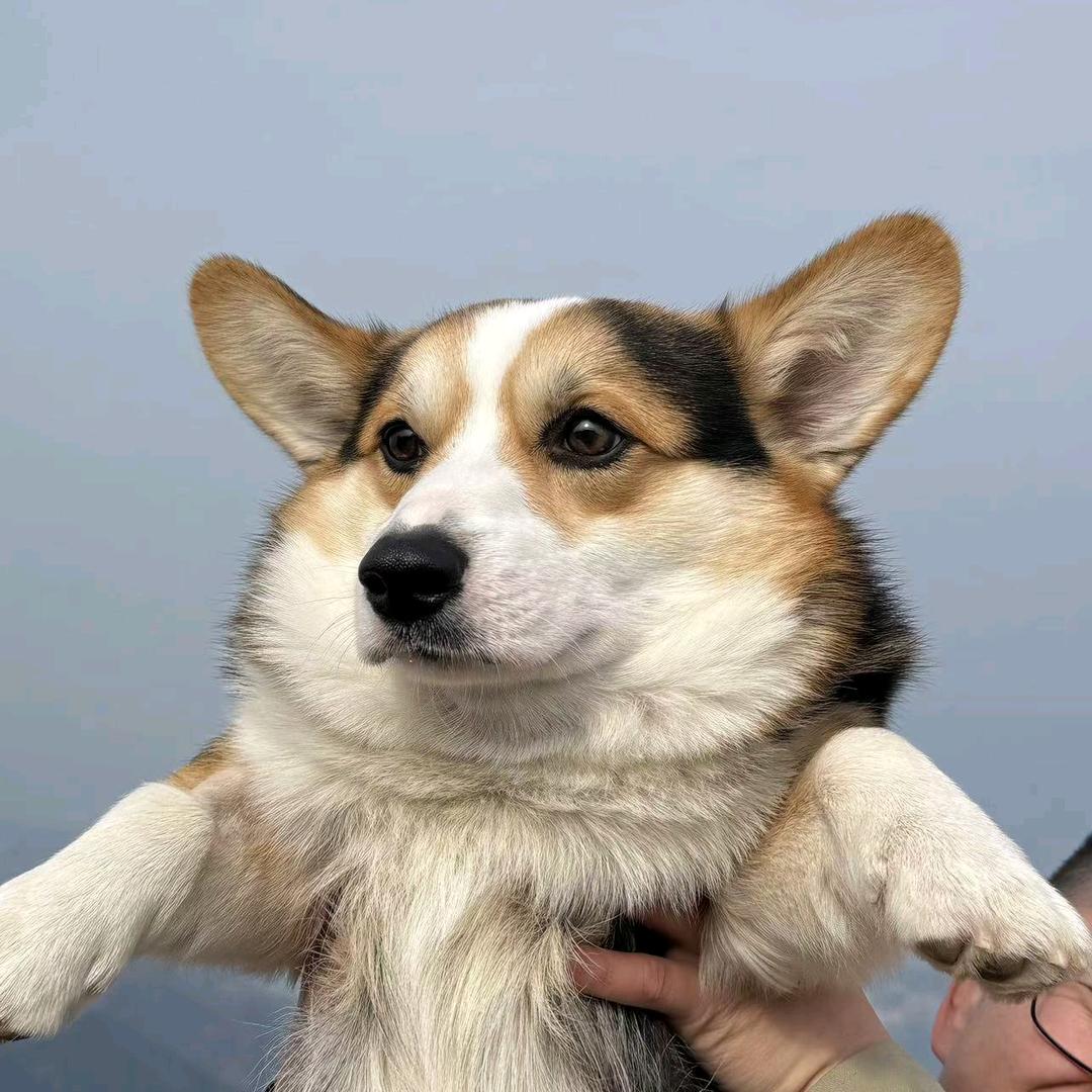 瘦肉周✔