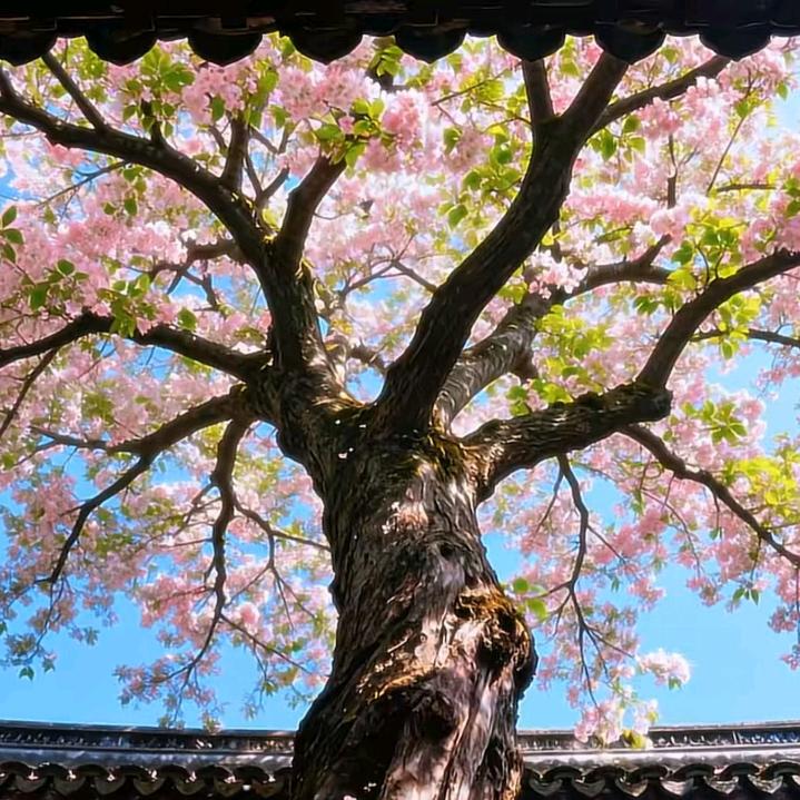 春和景明