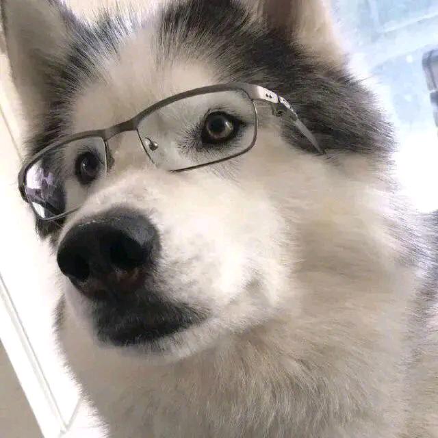 狗带