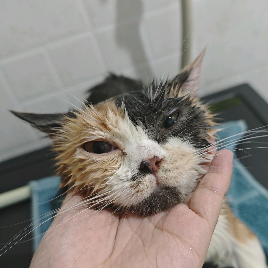 短腿美女王小花