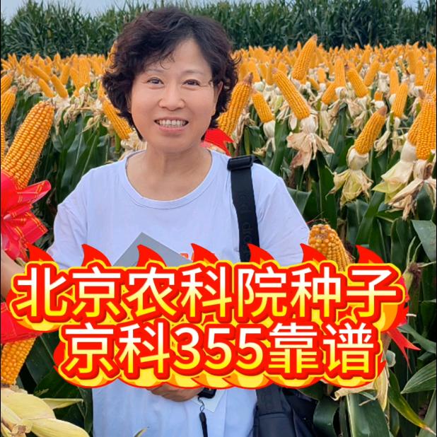京科355玉米种靠谱