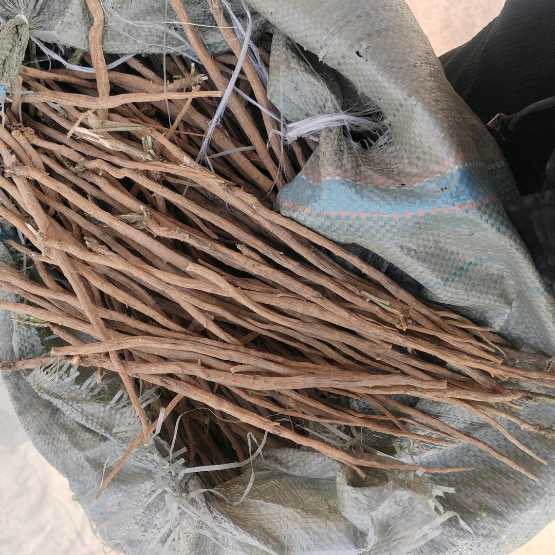 无人机打药 收牛膝