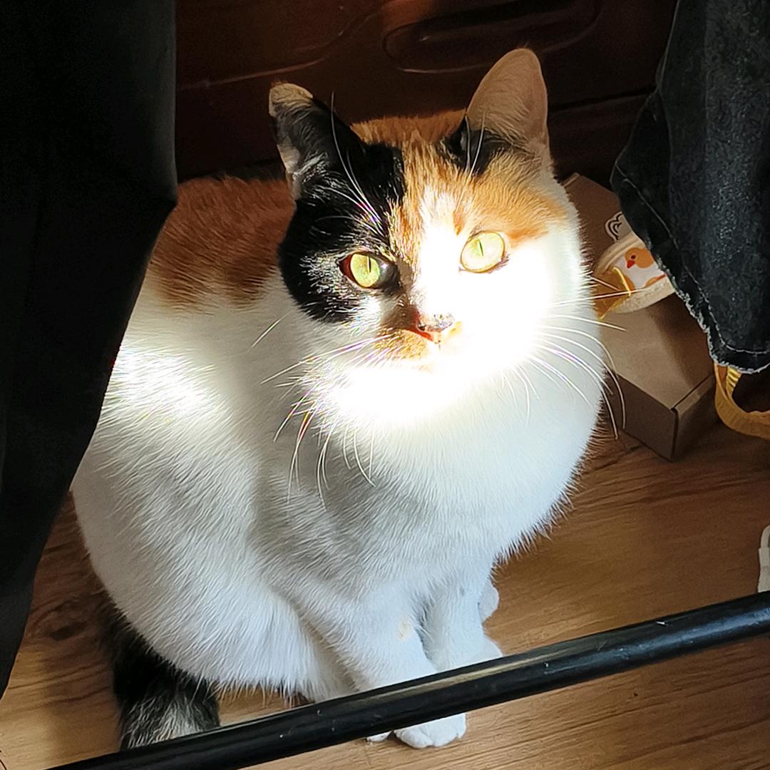 虫一（超级好运版）