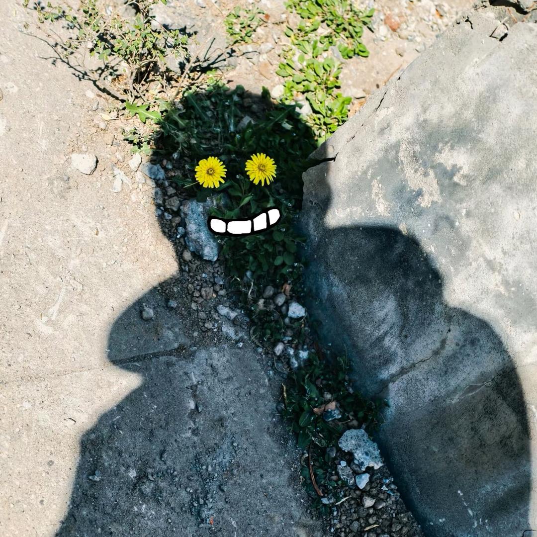 泥蒿