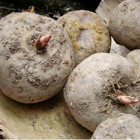 谷城庙滩魔芋哥