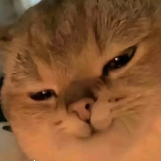讲故事的猫meme