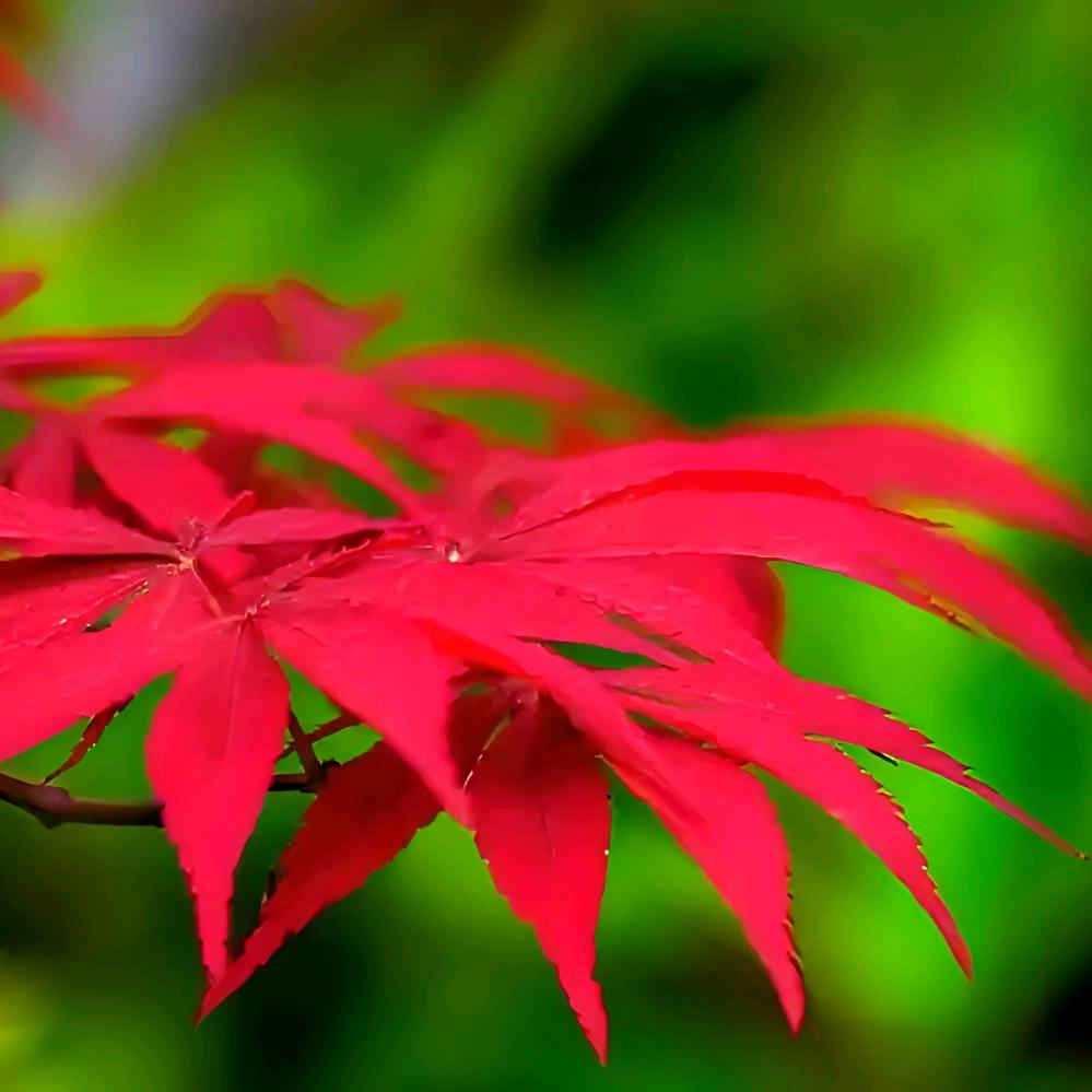 森熠庭院绿植甄选