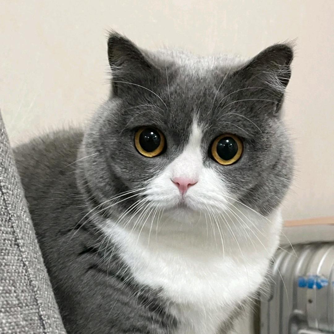 𝙈𝙚𝙤𝙬 嘿