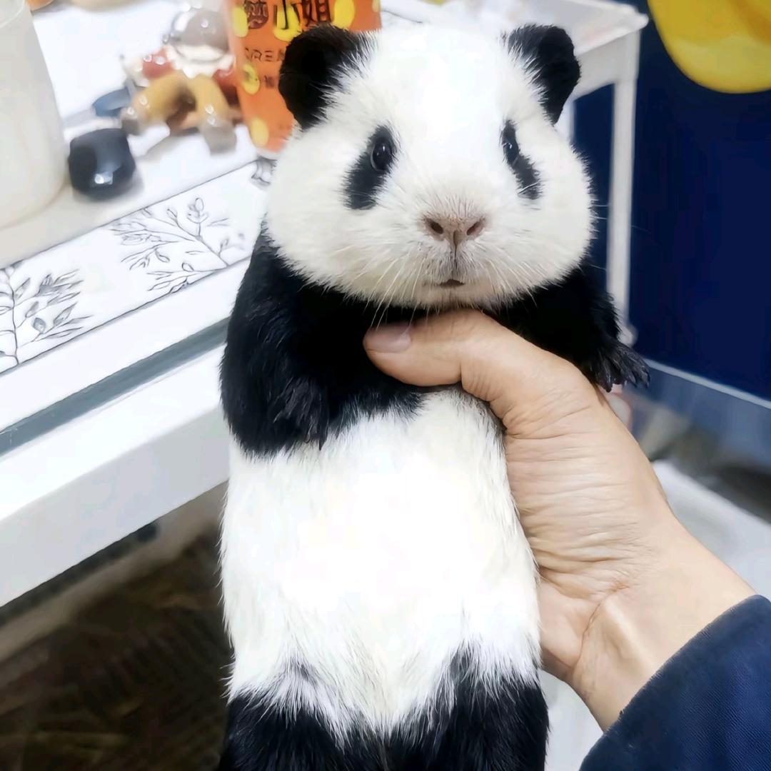 酷电蜂手机维修（深圳松岗店）头像