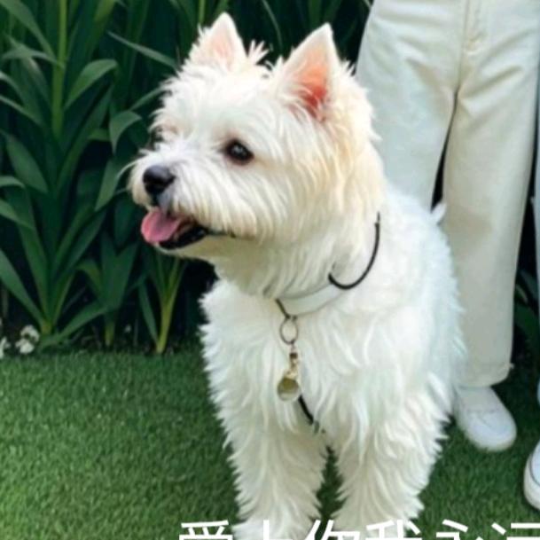 陈十二.