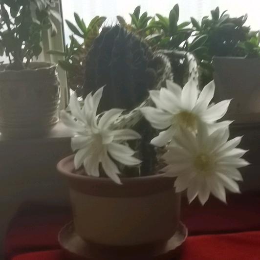 而和人