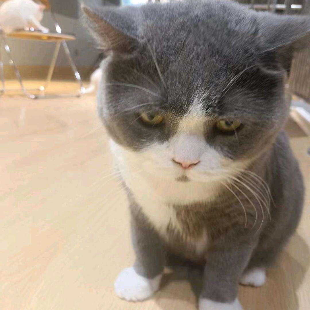 季落记忆