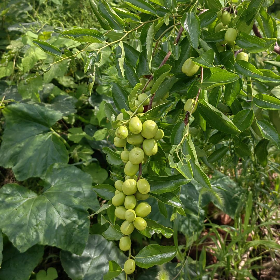 快乐的农村人，