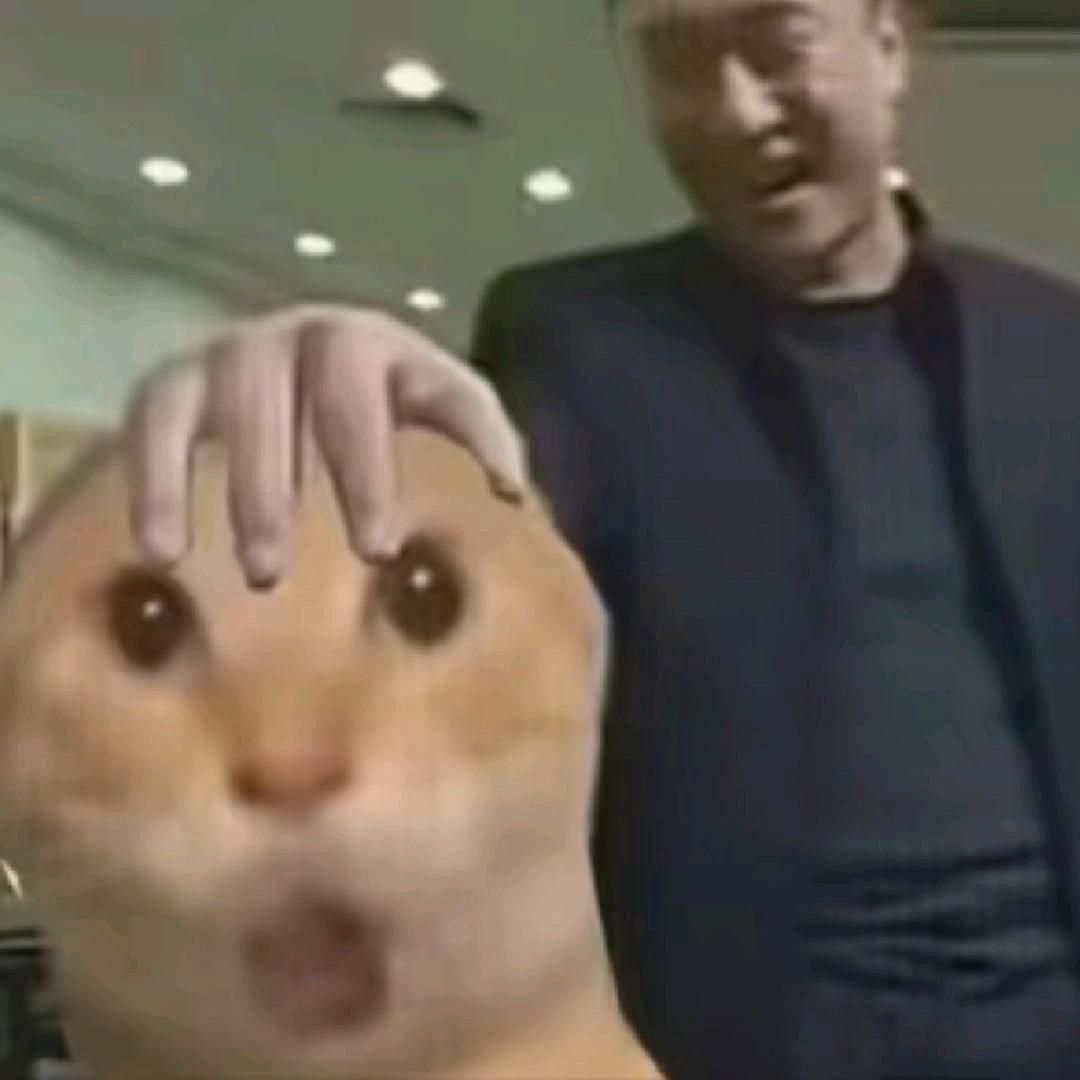 舔棉花糖的猫