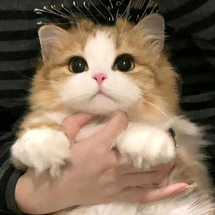 西西大王