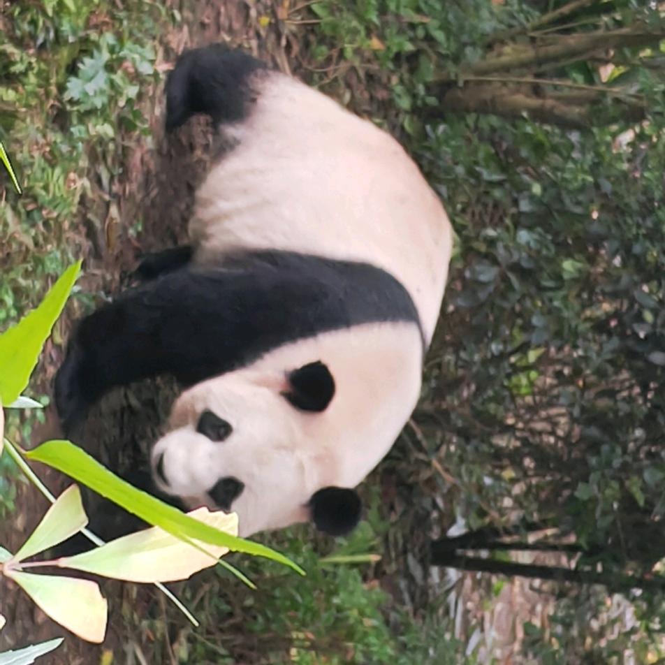 熊熊科技（专收监管机）