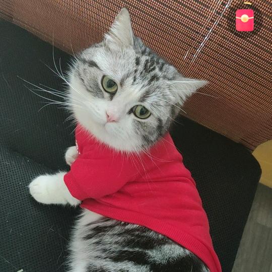 警惕聪明的宁月头像