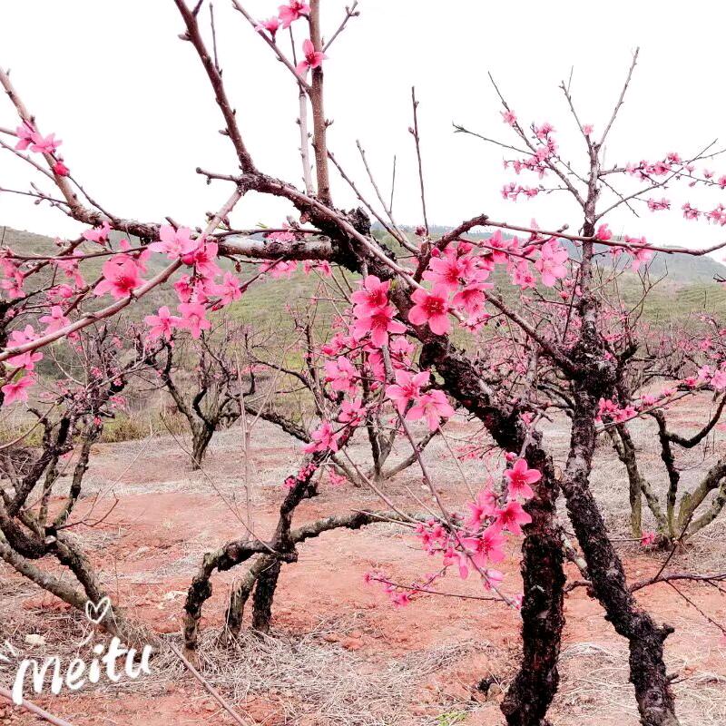 三生三世，十里桃花