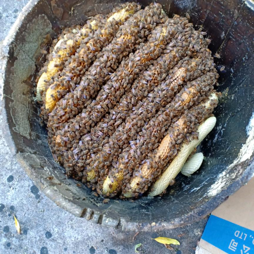 青青河边草，