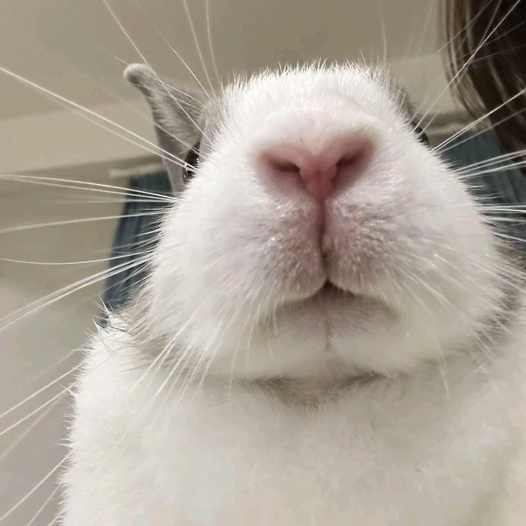 可爱小兔子🐰