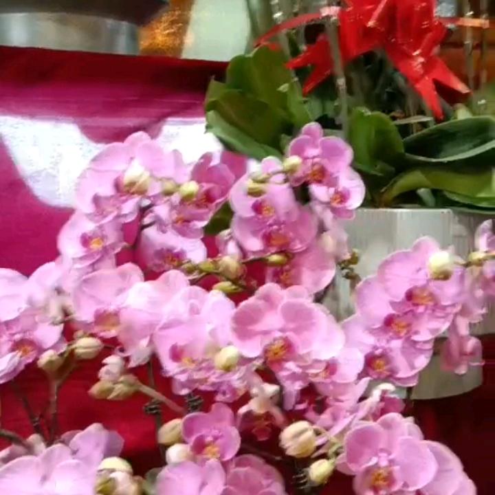 东芳