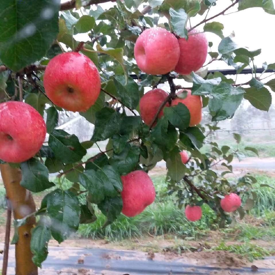 秦脆家庭农场