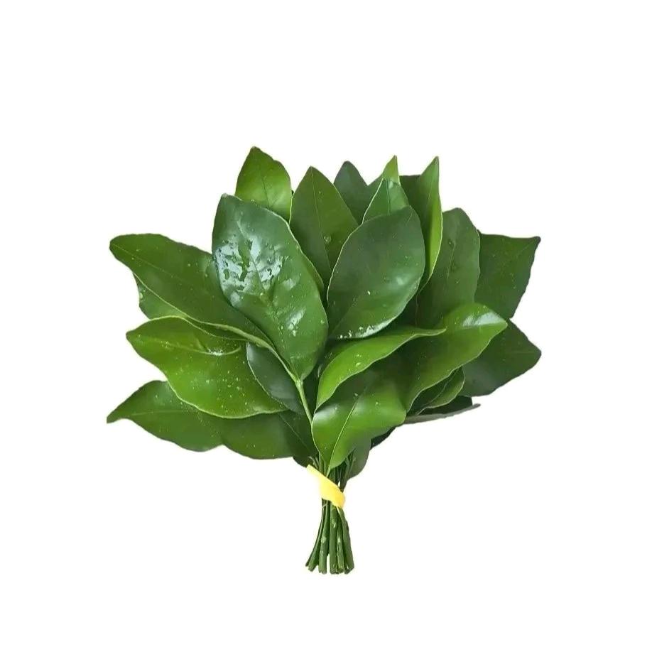 哈哈姐，《首播，不定时》