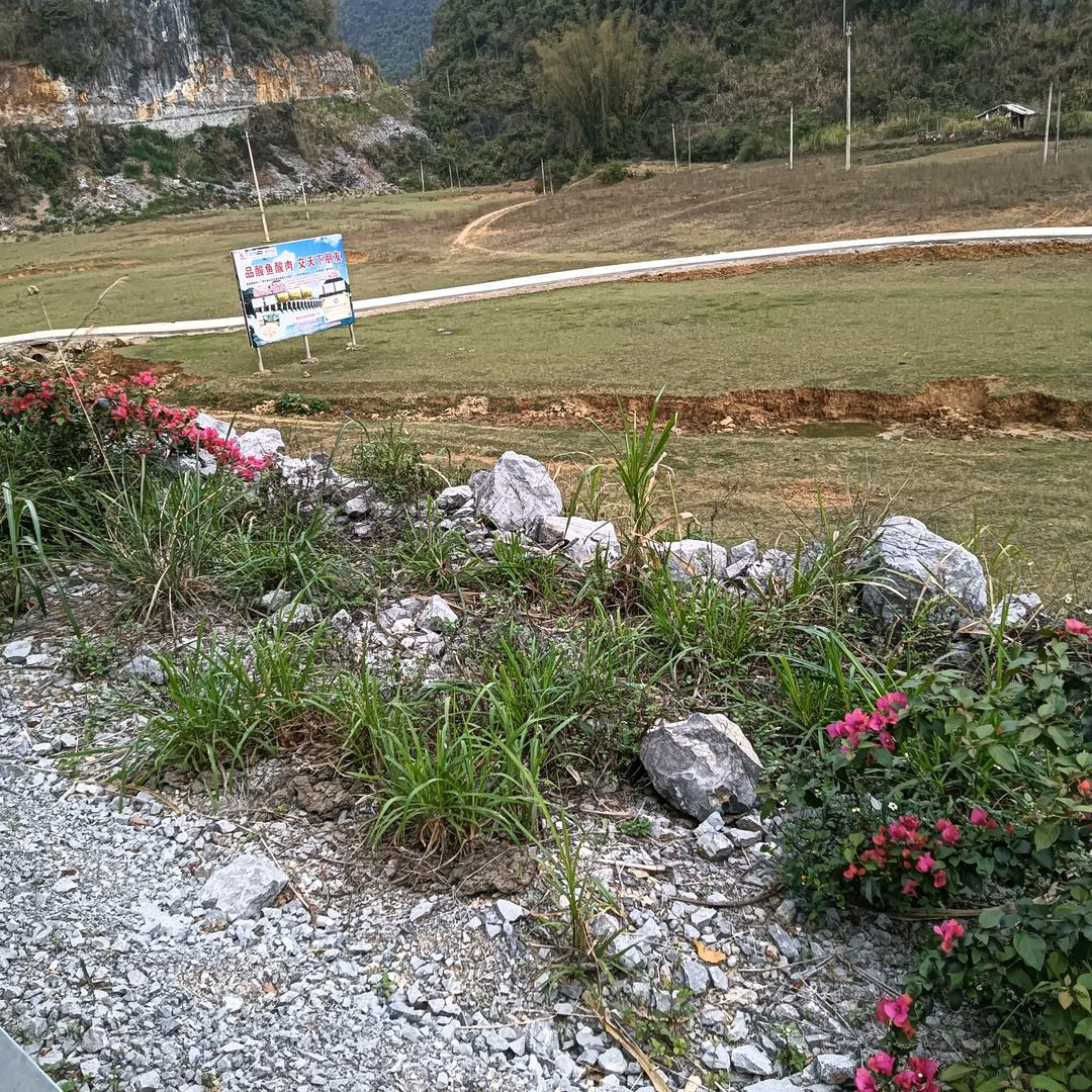 龙游天下哥