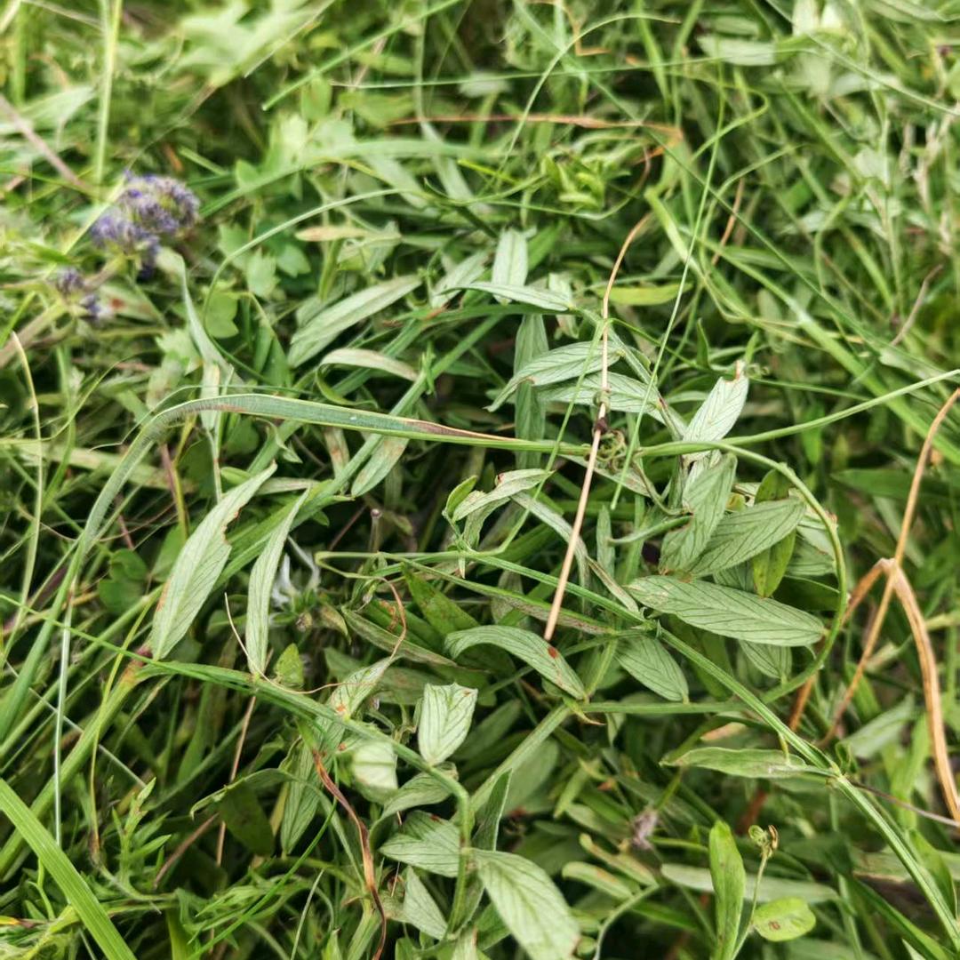 呼伦贝尔富顺饲草加工厂