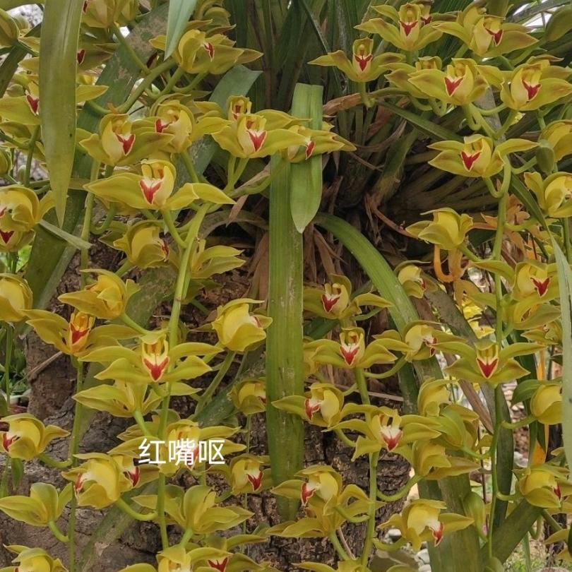 高山兰花创意屋