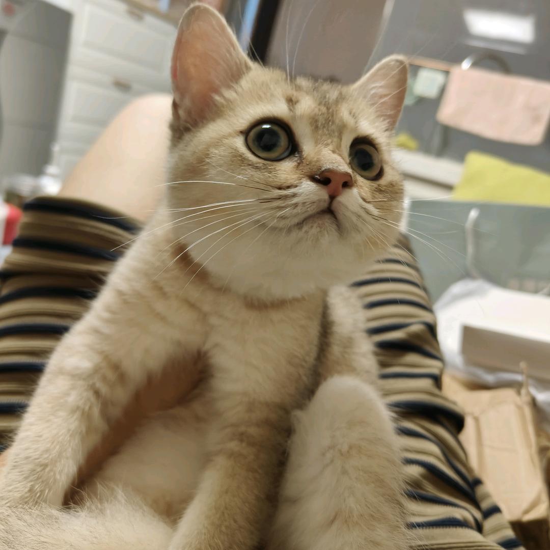 小西米是只喵吖