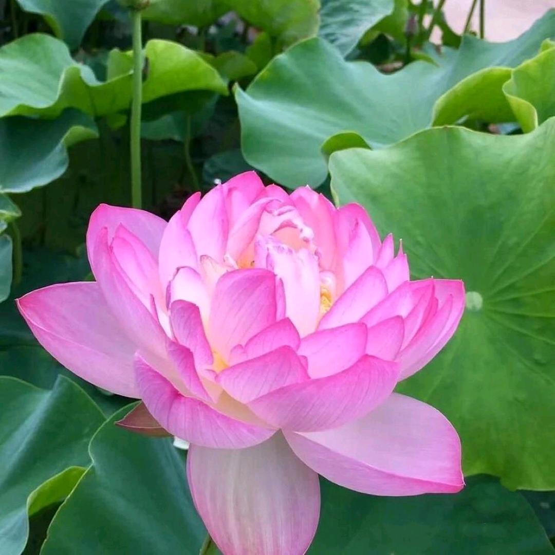 月亮圆圆