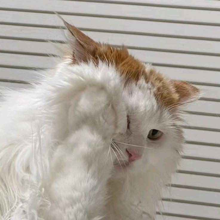 胖头鱼7788