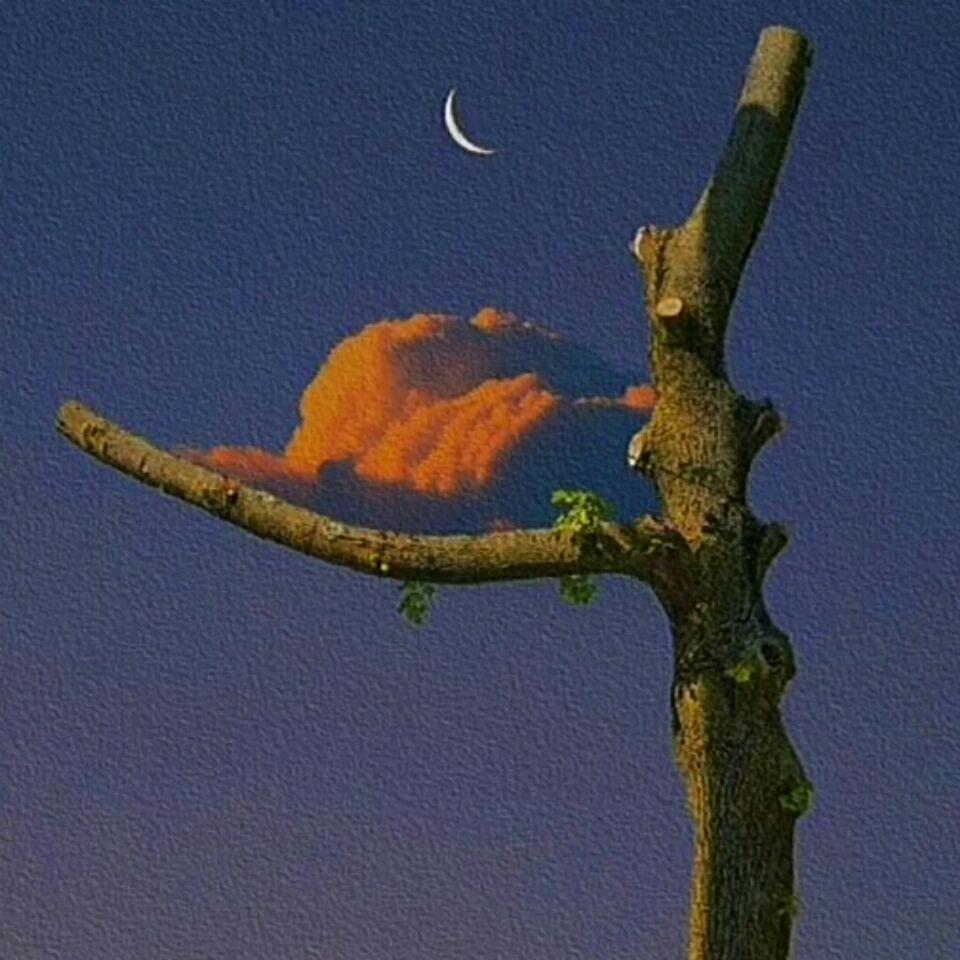 梢上云中月
