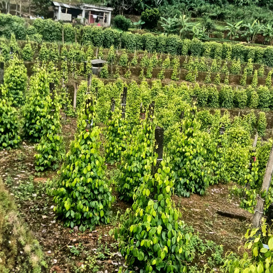 ，很高兴认识你