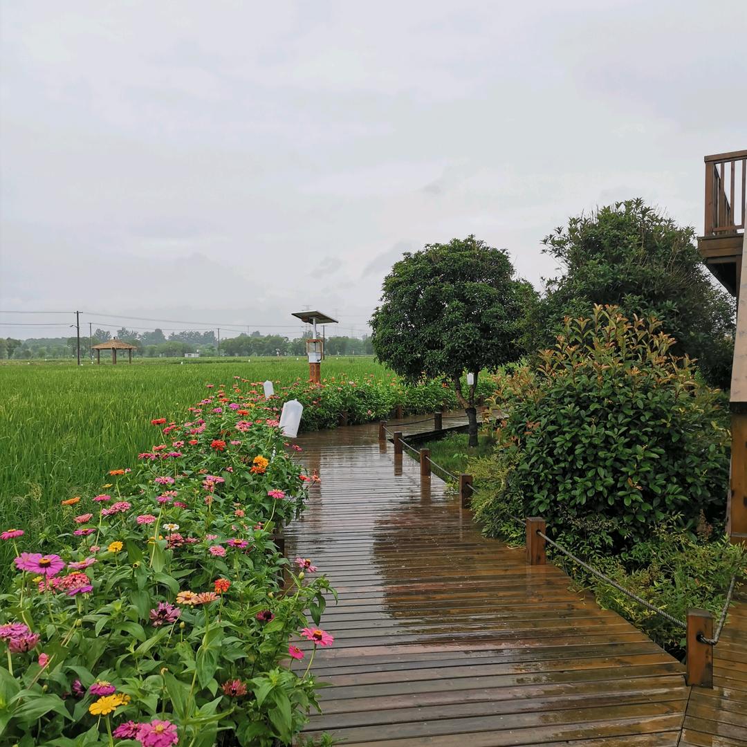西田稻香园